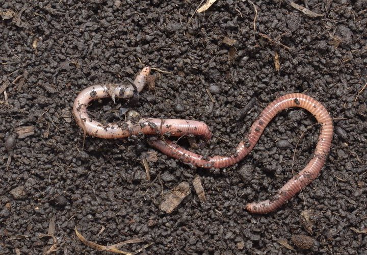 How the Best Worm Castings are Made that Can Double Your Harvest
