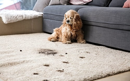How to remove pet poop from the carpet
